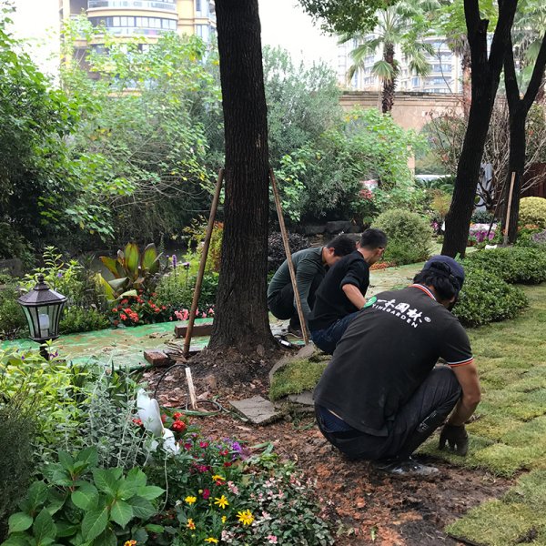 庭院植物施工