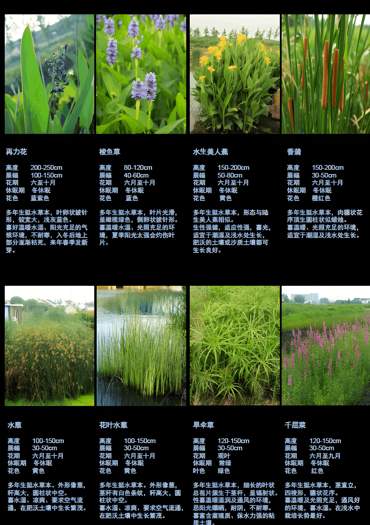 屋頂花園種植水生植物需要注意哪些問(wèn)題？