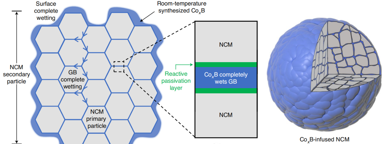 超細(xì)硼化鈷“注入”改性可實(shí)現(xiàn)NCM811一次顆粒與二次顆粒同時包覆