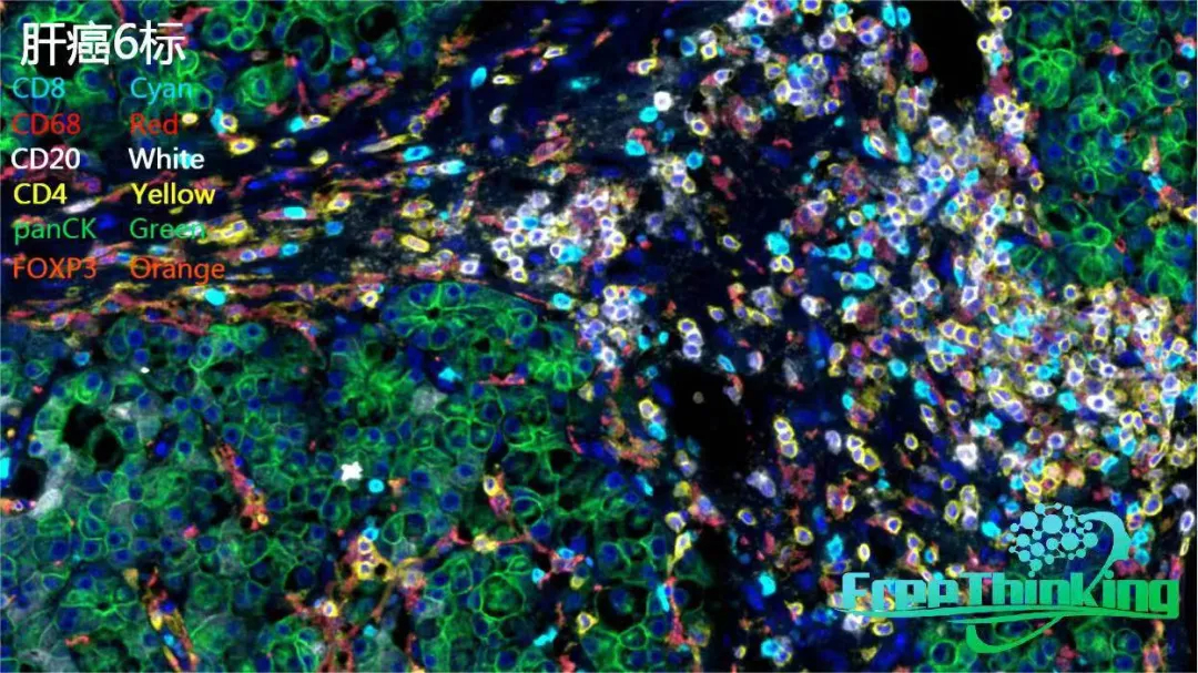mIHC多色免疫熒光染色一抗怎么選？
