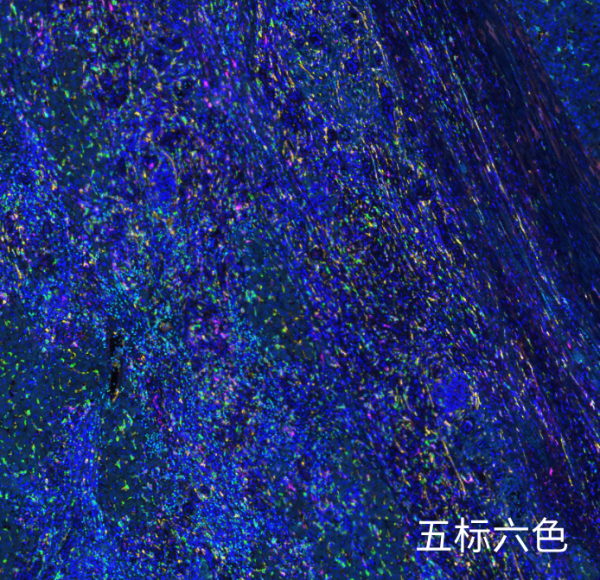 5標(biāo)6色