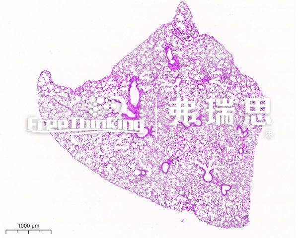 HE染色