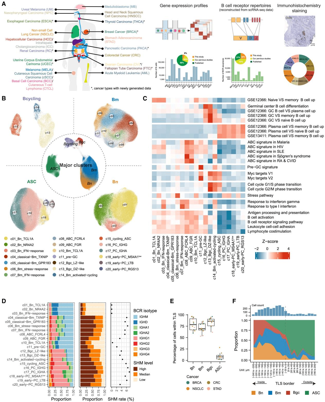 北大張澤民團隊新發現！新型B細胞可預測生存與免疫療效！