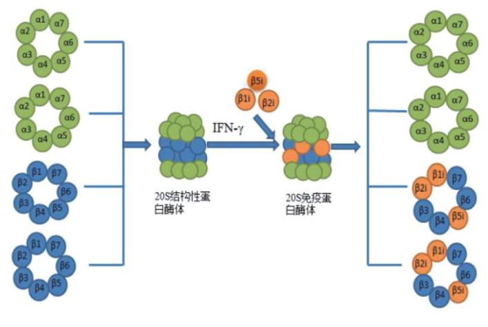 文獻速遞|免疫蛋白酶體“黑化”神經元，揭示多發性硬化癥神經退變新機制！