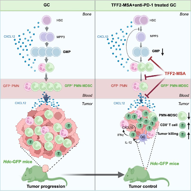 文獻解讀|揭秘TFF2-MSA：增強CD8+T細胞腫瘤殺傷作用的奧秘