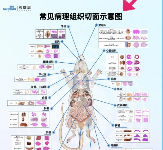 弗瑞思新作：常見病理組織切面圖，關注即可領取！