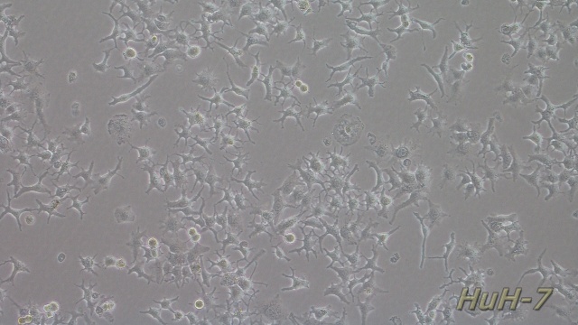 L02人肝細(xì)胞 上海久志生物科技供應(yīng)
