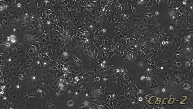 SP2/0小鼠骨髓瘤细胞 诚信经营 上海久志生物科技供应