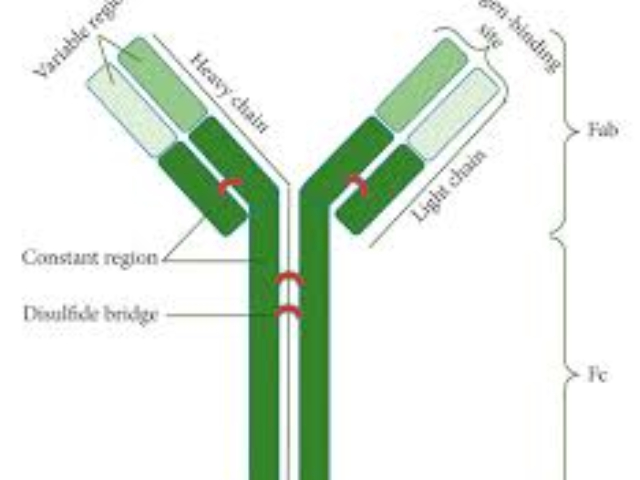 GPC3 單克隆抗體 誠信服務(wù) 上海久志生物科技供應(yīng)