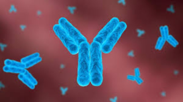 Mcl-1抗體 鑄造輝煌 上海久志生物科技供應(yīng);