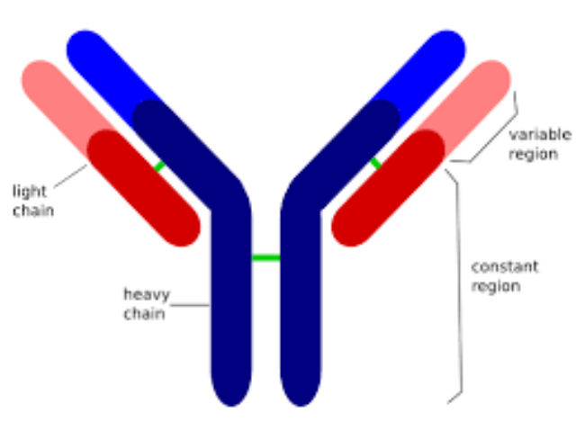 CD340/HER2抗體 誠信為本 上海久志生物科技供應