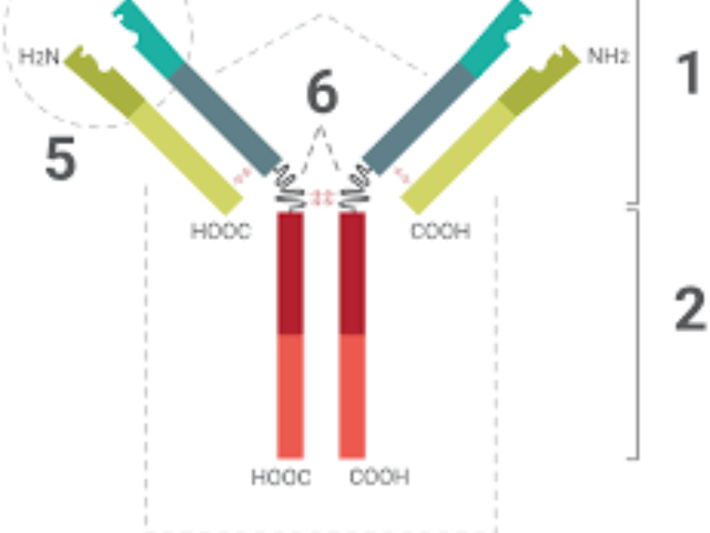 CST3 單克隆抗體 誠(chéng)信為本 上海久志生物科技供應(yīng)