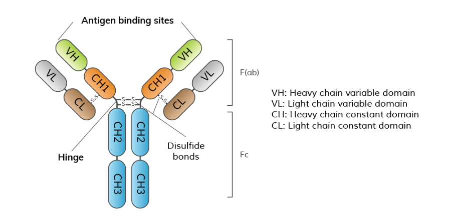 CD146 單克隆抗體 歡迎來電 上海久志生物科技供應