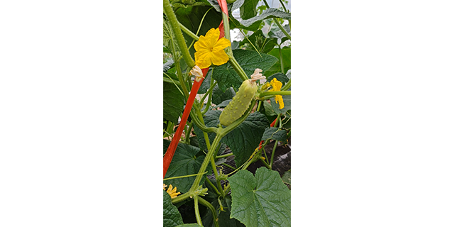 黄石本地种植基地位置