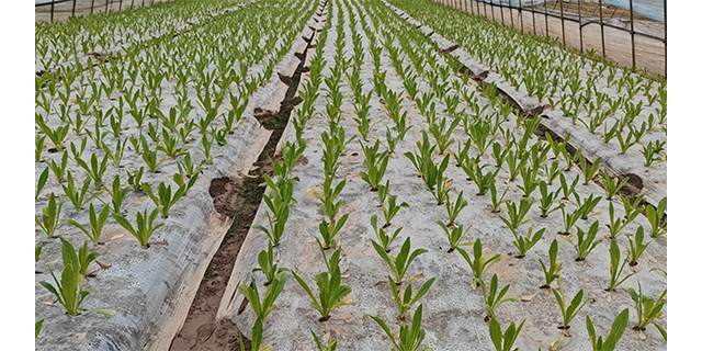 黄冈农业种植基地哪家好
