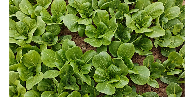 江夏区当季蔬菜种植基地在哪