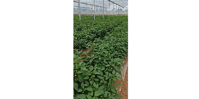武昌区科学种植基地直供