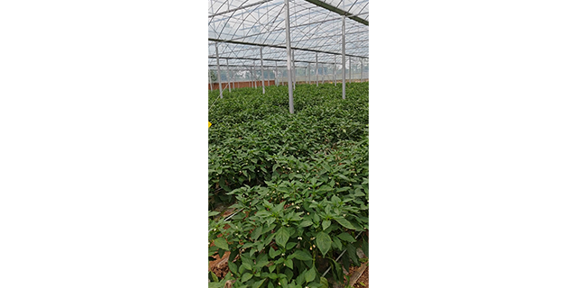 鄂州大棚种植基地长期供货