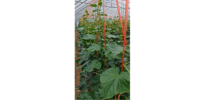 鄂州大棚种植基地长期供货,种植基地
