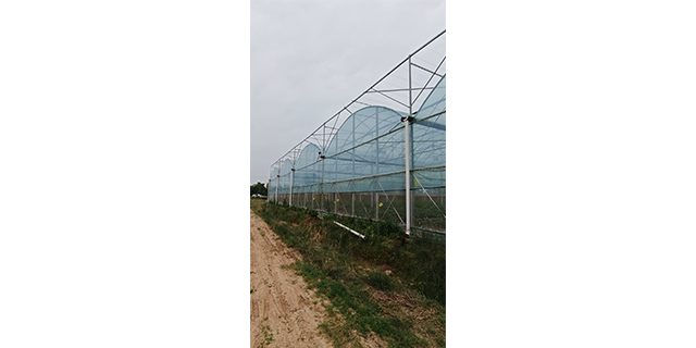 鄂州大棚种植基地长期供货,种植基地
