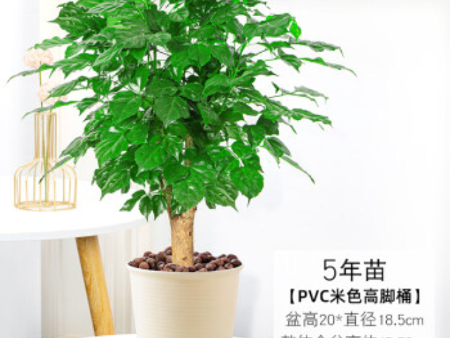 山東銀皇后花卉常見問題 來電咨詢 上海園中園花藝綠化供應