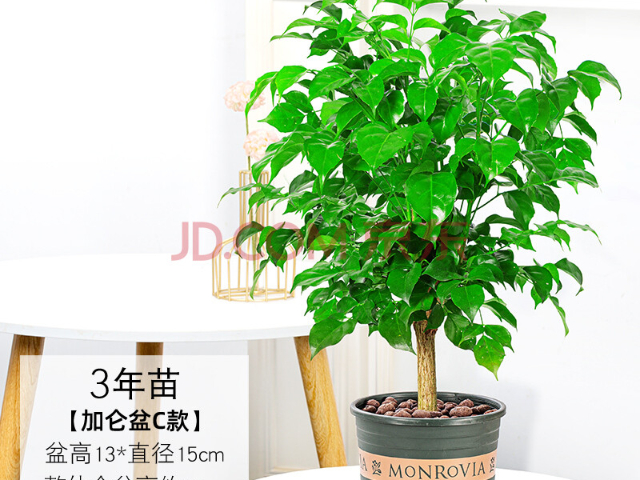江蘇散尾葵花卉定制 歡迎咨詢 上海園中園花藝綠化供應