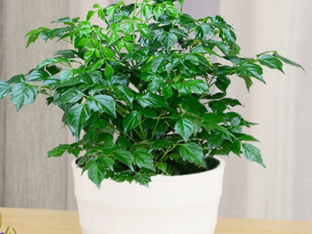 海南小蝴蝶蘭花卉一站式采購 值得信賴(lài) 上海園中園花藝綠化供應