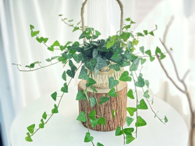 浙江滴水觀音花卉開(kāi)業(yè)定制 值得信賴 上海園中園花藝綠化供應(yīng)