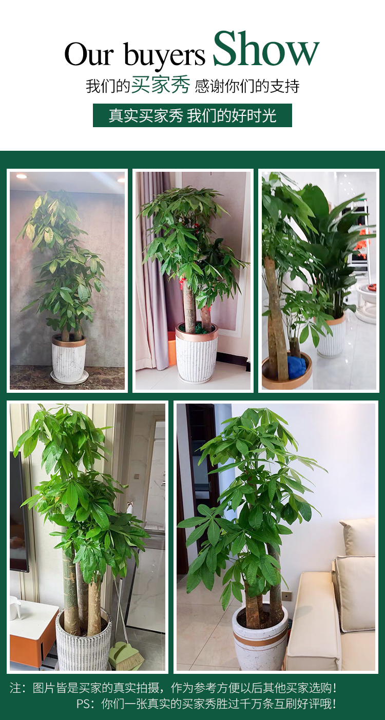 2025年上海辦公室綠植花卉租賃推薦園中園花藝綠化