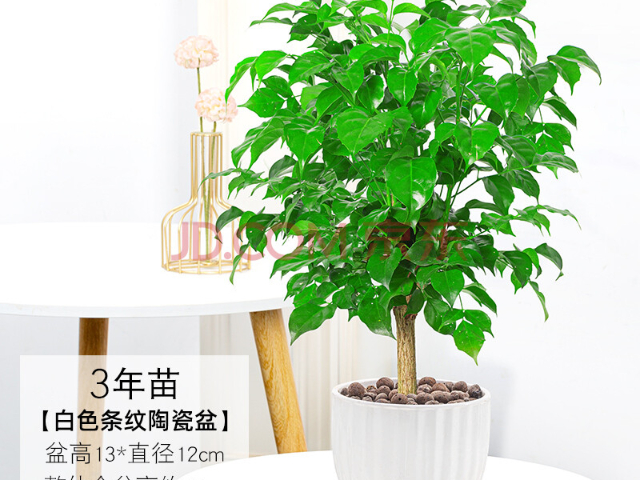安徽青葉鐵花卉源頭供應(yīng)商 客戶至上 上海園中園花藝綠化供應(yīng);