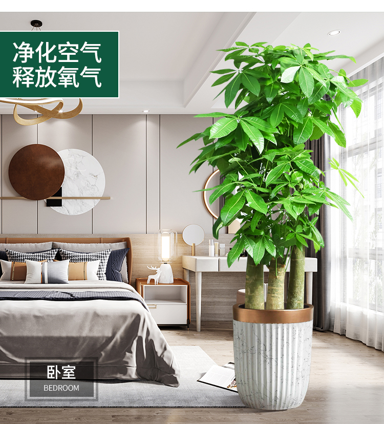 上海辦公室綠植花卉租賃哪家好?推薦上海園中園花藝綠化靠譜誠信