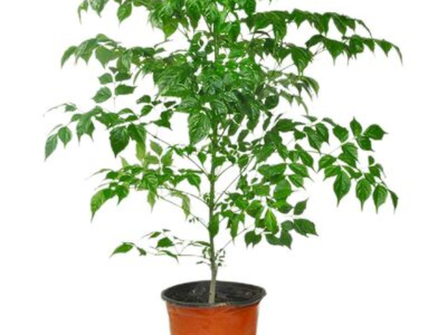 北京金邊吊蘭花卉綠植租賃 來電咨詢 上海園中園花藝綠化供應(yīng)