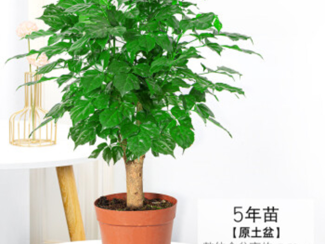 山東多桿發(fā)財(cái)樹(shù)花卉多少錢(qián) 真誠(chéng)推薦 上海園中園花藝綠化供應(yīng)