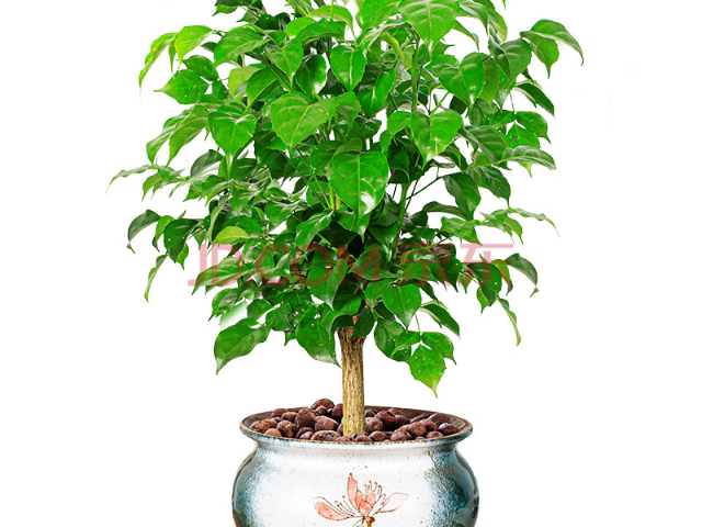 海南吊蘿花卉源頭供應(yīng)商 推薦咨詢 上海園中園花藝綠化供應(yīng)