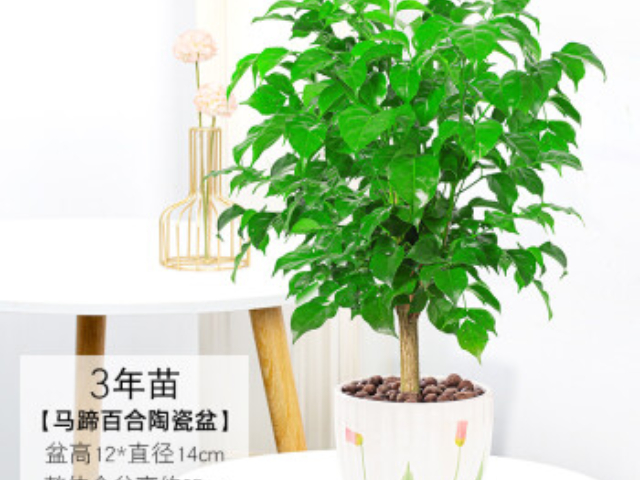 北京花卉答疑解惑 創(chuàng  )造輝煌 上海園中園花藝綠化供應