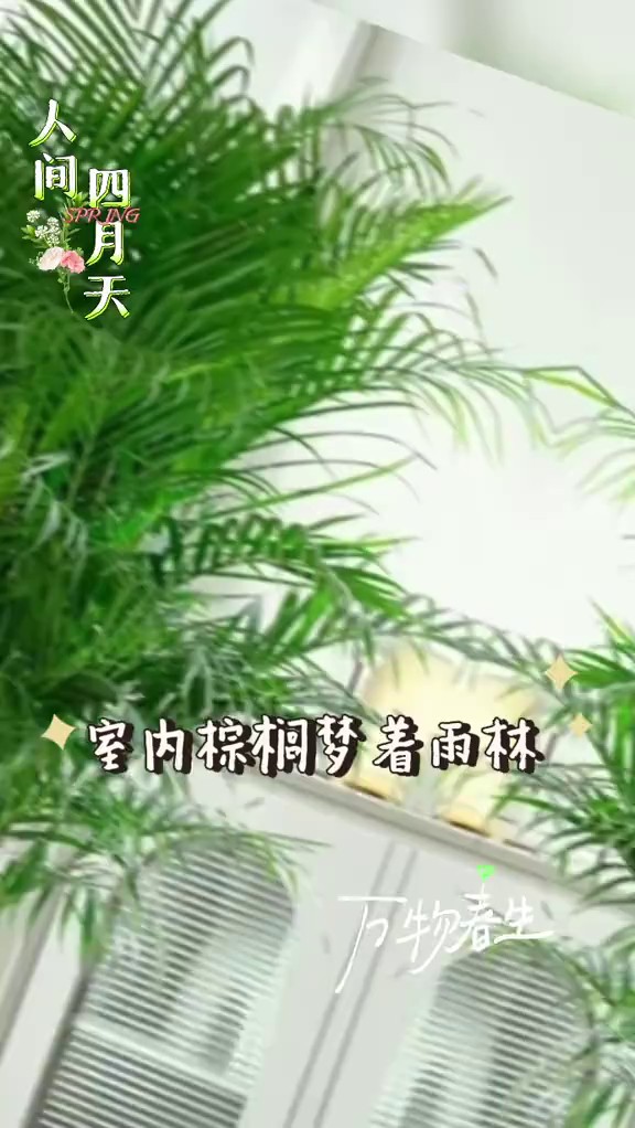 河南大幸福树花卉多少钱,花卉