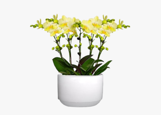 嘉定區(qū)園林綠化養(yǎng)護(hù) 創(chuàng)造輝煌 上海園中園花藝綠化供應(yīng)