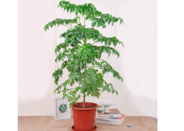 松江區(qū)辦公室綠植租賃租擺 值得信賴 上海園中園花藝綠化供應(yīng)