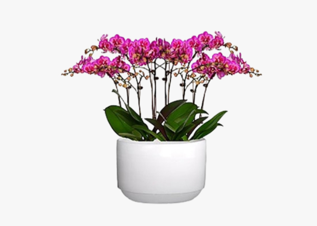 浦東新區(qū)臨時(shí)綠植租賃業(yè)務(wù) 創(chuàng)造輝煌 上海園中園花藝綠化供應(yīng)