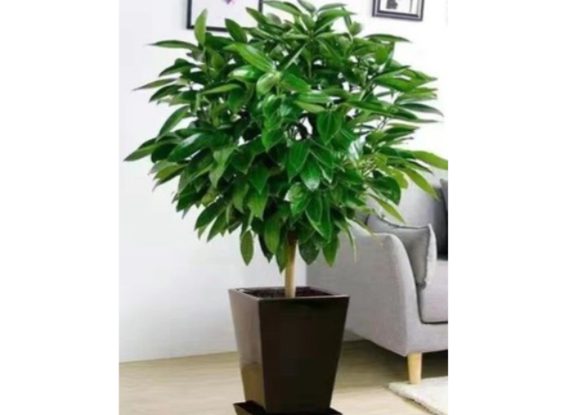 松江區(qū)盆栽綠植租賃店鋪 誠信推薦 上海園中園花藝綠化供應(yīng)