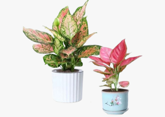 南通婚庆绿植租赁