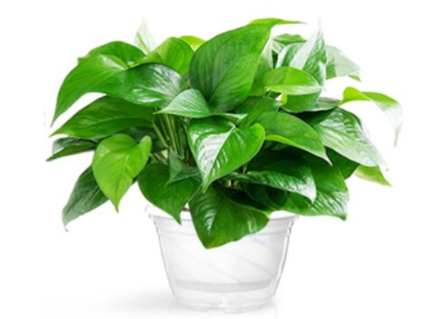 閔行區(qū)辦公綠植租賃廠家 來(lái)電咨詢 上海園中園花藝綠化供應(yīng)