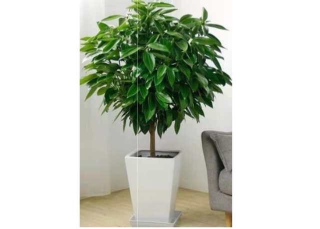 金山區(qū)會(huì)議綠植租賃報(bào)價(jià)一年多少 誠(chéng)信推薦 上海園中園花藝綠化供應(yīng)