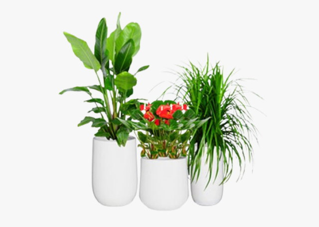 靜安區(qū)辦公室花卉綠植租賃推薦 歡迎咨詢 上海園中園花藝綠化供應(yīng)