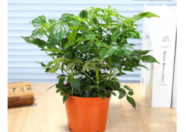 普陀區(qū)婚禮綠植租賃應(yīng)用場(chǎng)景 來電咨詢 上海園中園花藝綠化供應(yīng)