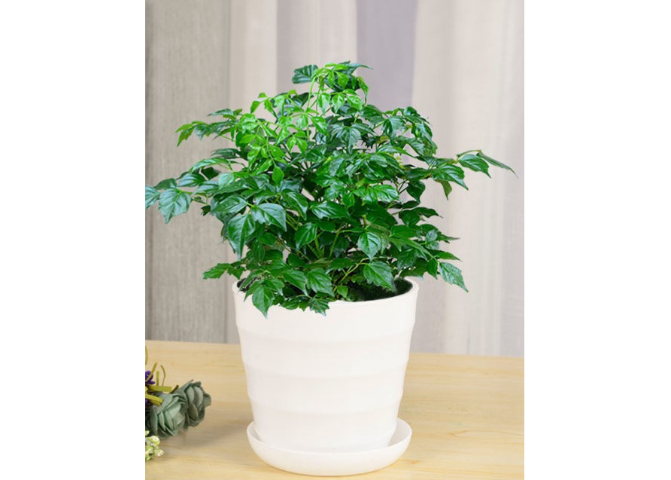 長(zhǎng)寧區(qū)婚慶綠植租賃店鋪 創(chuàng)造輝煌 上海園中園花藝綠化供應(yīng)