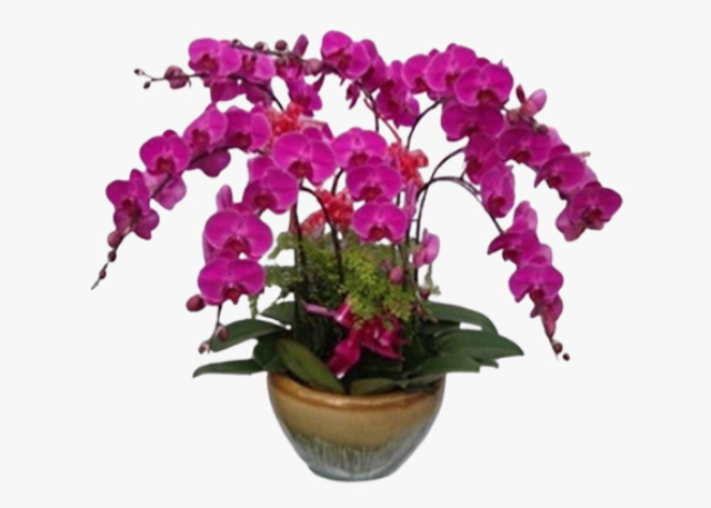 虹口區(qū)冬季綠化養(yǎng)護方案 客戶至上 上海園中園花藝綠化供應(yīng)