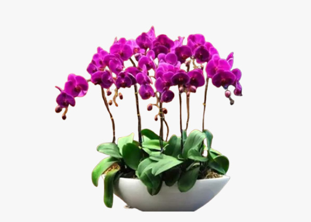 崇明區(qū)室外綠化養(yǎng)護(hù)工廠 創(chuàng)造輝煌 上海園中園花藝綠化供應(yīng)