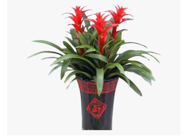 黃浦區(qū)綠植綠化養(yǎng)護(hù)工程 誠(chéng)信推薦 上海園中園花藝綠化供應(yīng);