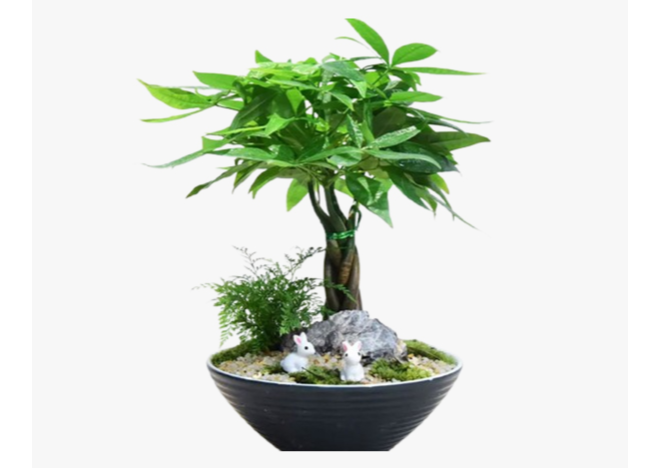 上海別墅綠化養(yǎng)護工廠 歡迎咨詢 上海園中園花藝綠化供應